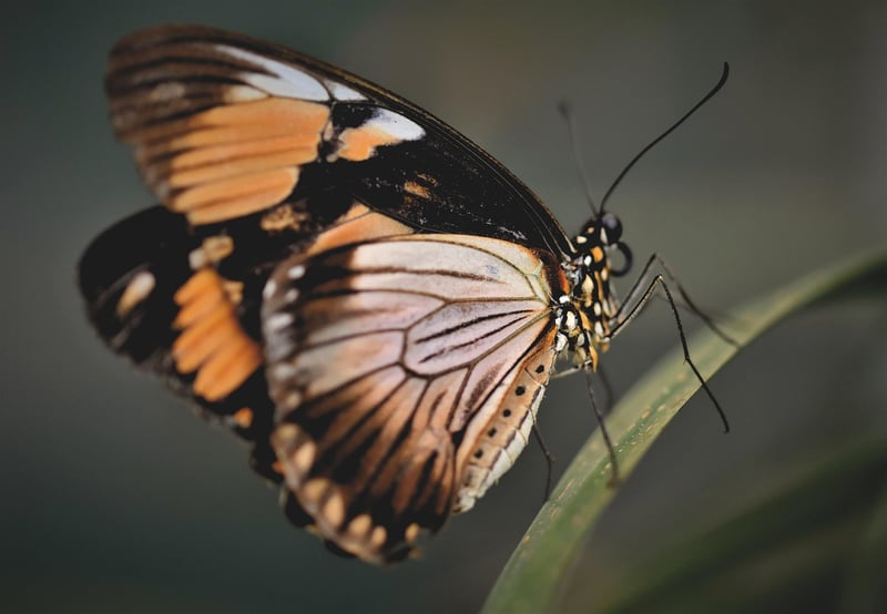 Butterfly Effect Control